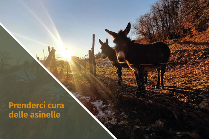 Prenderci cura delle asinelle